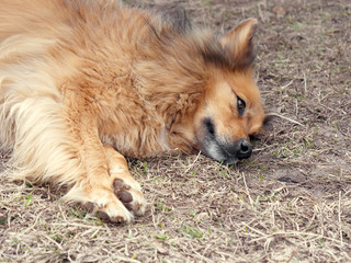 Obraz na płótnie Canvas red yard mongrel dog lies on the ground.