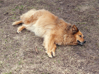 red yard mongrel dog lies on the ground.