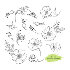 Dog rose hand drawn set - flowers and berries. Healing tea and medical berry. Design for medicine and cosmetic package design.