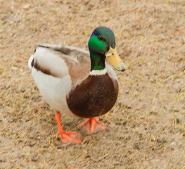 duck