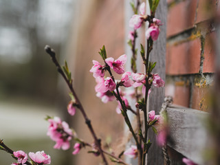 Pfirsichblüten II