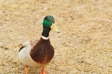 duck on grass