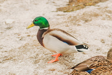 mallard duck