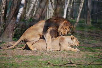 Reproduction lion