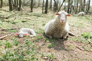 Spring the easter time in real world on farm, sheep and lamb lying on ground.