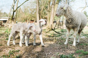 Obraz premium Spring the easter time in real world on farm, sheep and lambs on
