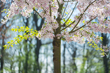 Baumstamm einer Zierkirsche in voller Blütenpracht