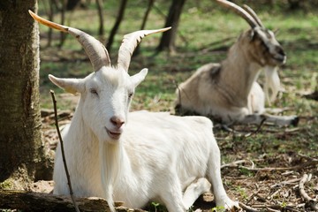 White goat with big horns lying on grass on bio ecological farm.