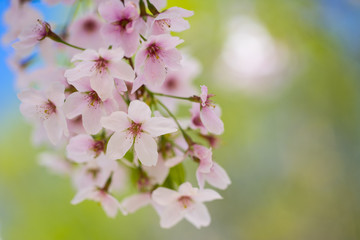 Nahaufnahme von hellrosa Kirschblüten im sonnigen Frühling