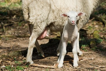 Lamb going to drink milk from mothers udder.