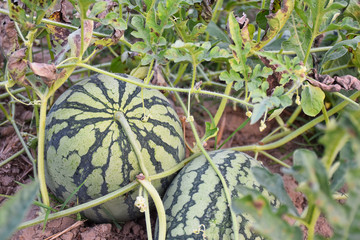 watermelons on farm, wait for harvesting