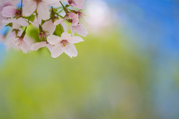 Naklejka na ściany i meble Nahaufnahme von hellrosa Kirschblüten im sonnigen Frühling