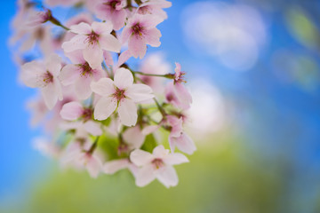 Nahaufnahme von hellrosa Kirschblüten im sonnigen Frühling