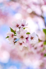 Obraz premium Nahaufnahme von hellrosa Kirschblüten im sonnigen Frühling