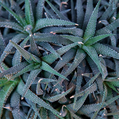 Prickly plant in macro background with copy space.