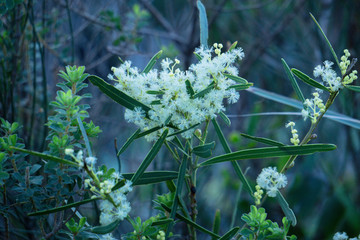 white flowers in the garden