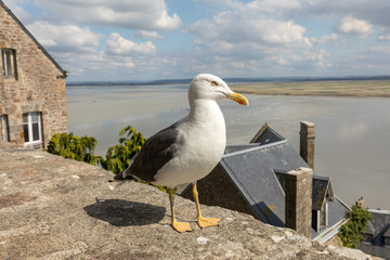 Seagull at Le Mont Saint-Michel, medieval fortified abbey and village on a tidal island in the Normandy, France, at low tide