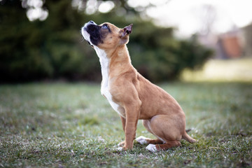 Puppy portrait
