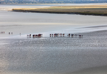  Group of hikers in the bay at low tide. Hike in the bay with a knowledgeable guide. Mont Saint-Michel , Normandy, France