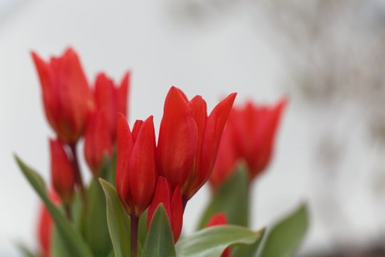 Flowers of a multiflowered tulip, Tulipa praestans