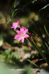 pink flower in the garden