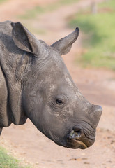 Fototapeta premium Side view of an alert young white rhinoceros