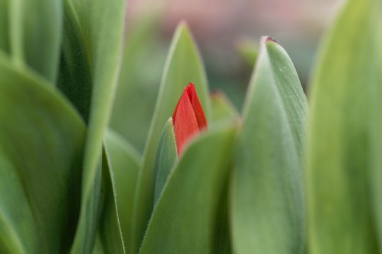 Bud of a multiflowered tulip, Tulipa praestans