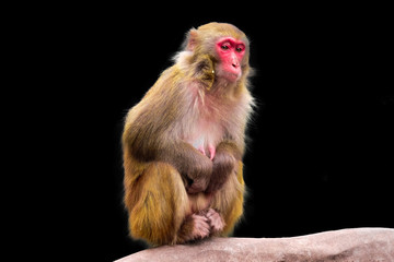 monkey images with black background