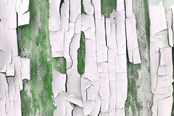Old shabby wooden background with elements of old dry gray paint