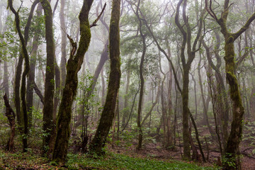 Rain forest at Garajonay park. La Gomera, Canary Islands. Spain