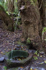 Fountain with water flowing from a tree,  in forest at Garajonay park. La Gomera, Canary Islands. Spain 