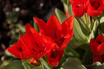 Flowers of a multiflowered tulip, Tulipa praestans