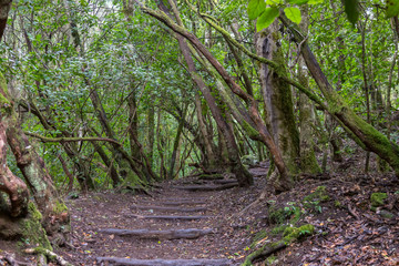 Staircase and path  in forest at Garajonay park. La Gomera, Canary Islands. Spain