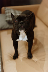 portrait of a dog French bulldog, funny animals face, selective focus