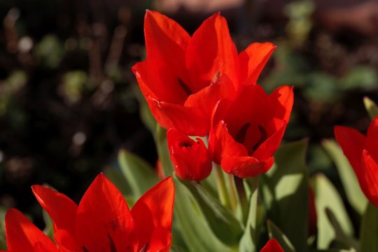 Flowers of a multiflowered tulip, Tulipa praestans