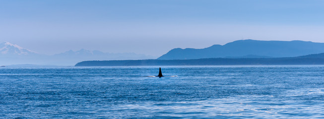 The fin of a male Orca whale near Vancouver Island.
