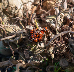 A cluster of Ladybugs