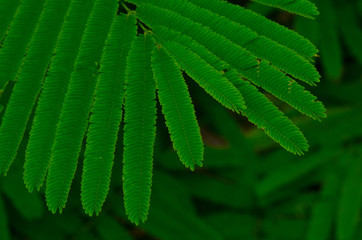 Different branches of green leaves
