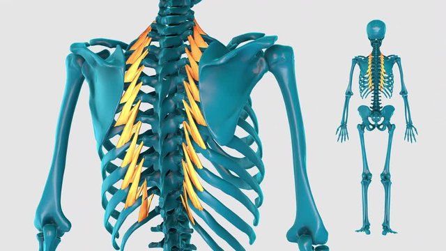 Musculature of chest-on a white background-3D HUMAN MUSCLE ATLAS