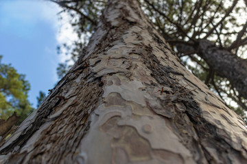 Fototapeta premium Looking up from the base of a pine tree, Uch-Kosh gorge in Yalta, Crimea