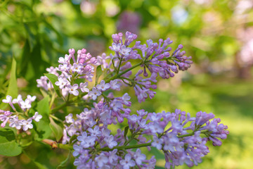 Lilac flowers close-up in the sun, focus with shallow depth of field, natural background