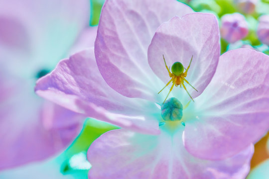 13 Best 花蜘蛛 Images Stock Photos Vectors Adobe Stock
