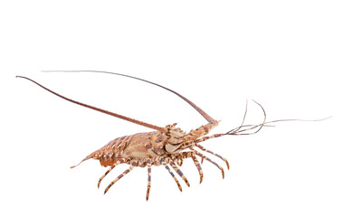 lobste isolated on white background with clipping path , dry-specimen animal marine.