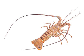 lobste isolated on white background with clipping path , dry-specimen animal marine.