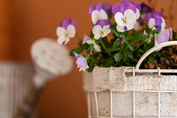 Spring Pansies