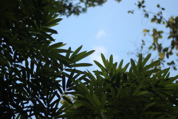 green leaves and blue sky