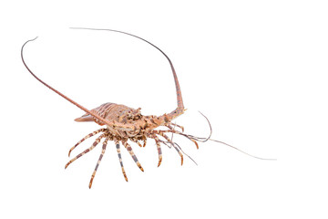 lobste isolated on white background with clipping path , dry-specimen animal marine.