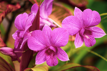 pink orchid in the tropical garden