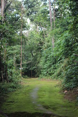 path in the forest