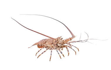 lobste isolated on white background with clipping path , dry-specimen animal marine.